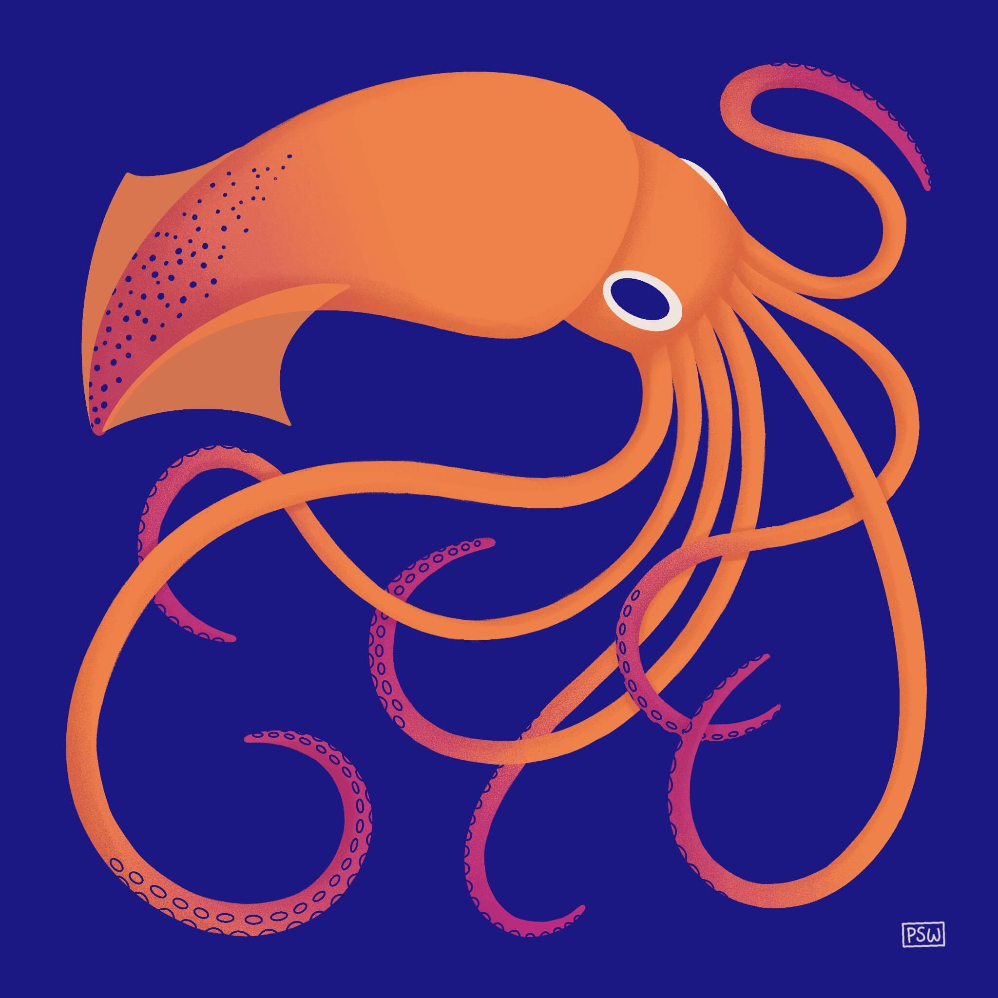 Squid